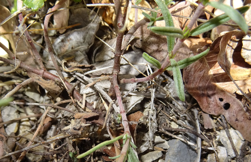 Helianthemum apenninum - Cistaceae